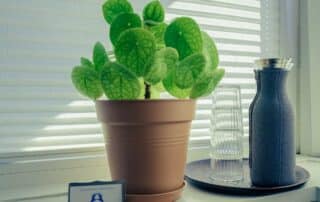 Angelica Massage Aarhus - Sommer og super massage