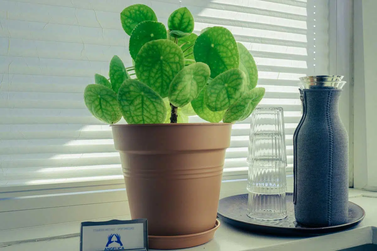 Angelica Massage Aarhus - Sommer og super massage